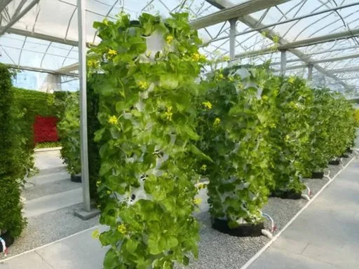 Urbana poljoprivreda - hidroponski vrtovi